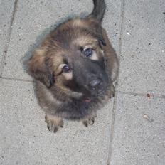 Schæferhund Team Kenzally Alanya 