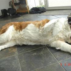 Sankt bernhardshund Daisy