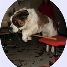 Sankt bernhardshund Daisy