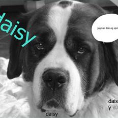 Sankt bernhardshund Daisy