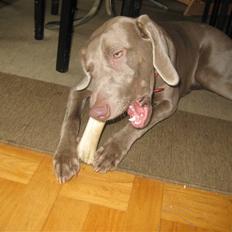 Weimaraner Tiger