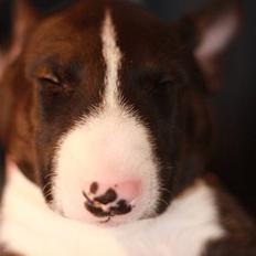 Bullterrier Flemming 08.04.2010