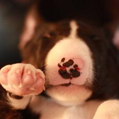 Bullterrier Flemming 08.04.2010