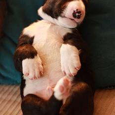 Bullterrier Flemming 08.04.2010