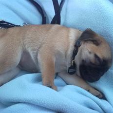 Blanding af racer Sika