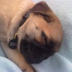 Blanding af racer Sika