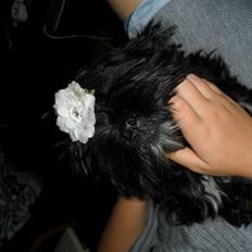 Lhasa apso Tanna er nu en stjerne pm