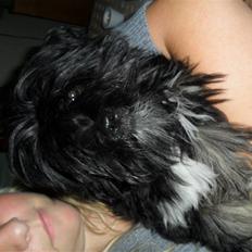 Lhasa apso Tanna er nu en stjerne pm