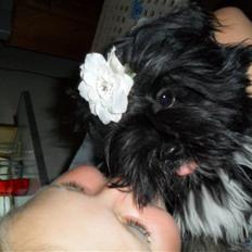 Lhasa apso Tanna er nu en stjerne pm