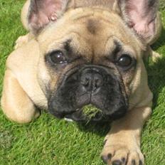 Fransk bulldog Greenhills Diva Rumina