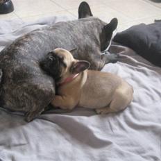 Fransk bulldog Greenhills Diva Rumina