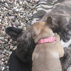 Fransk bulldog Greenhills Diva Rumina