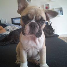 Fransk bulldog Mini