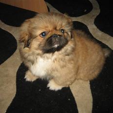 Pekingeser Gigi Aka babyhunden