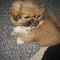 Pekingeser Gigi Aka babyhunden