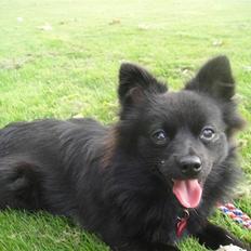 Blanding af racer Lupa