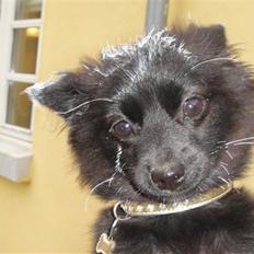 Blanding af racer Lupa