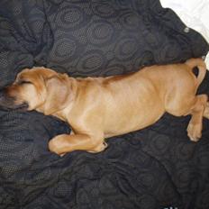 Rhodesian ridgeback Tabili