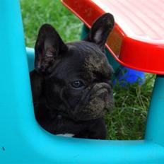 Fransk bulldog Skibelunden's Avette