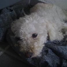 Blanding af racer Buller