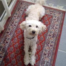 Blanding af racer Buller