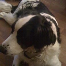 Engelsk springer spaniel Amica