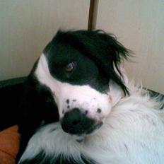 Engelsk springer spaniel Amica