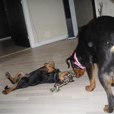 Rottweiler Noa Andersen