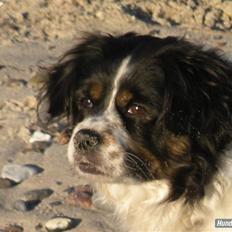 Blanding af racer Molly