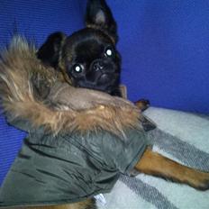 Griffon petit brabancon Buggi