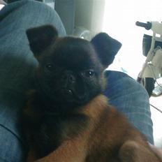 Griffon petit brabancon Buggi