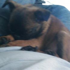 Griffon petit brabancon Buggi