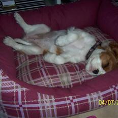 Cavalier king charles spaniel Fine