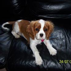 Cavalier king charles spaniel Fine