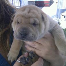 Shar pei Silya R.I.P