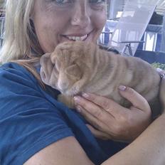 Shar pei Silya R.I.P