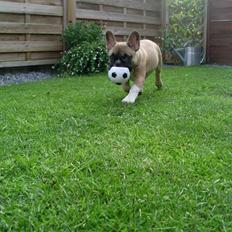 Fransk bulldog Malou