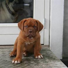 Dogue de bordeaux Cloey Tén Tén