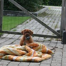Dogue de bordeaux Cloey Tén Tén
