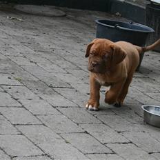 Dogue de bordeaux Cloey Tén Tén