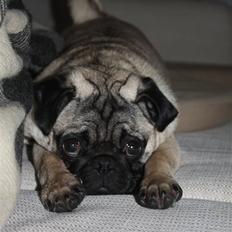 Mops Vesterborgs Nicky