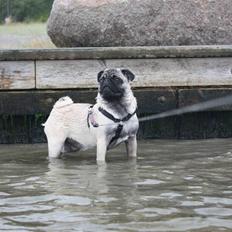 Mops Vesterborgs Nicky