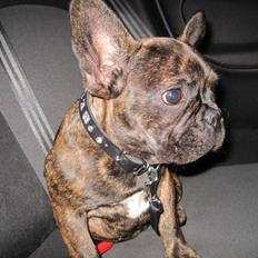 Fransk bulldog Bella