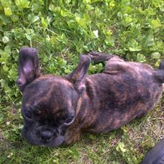 Fransk bulldog Bella