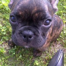 Fransk bulldog Bella