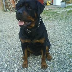 Rottweiler Basse *R.I.P*