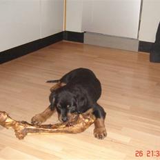 Rottweiler Basse *R.I.P*