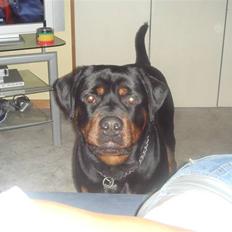 Rottweiler Basse *R.I.P*