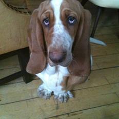 Basset hound Wilma