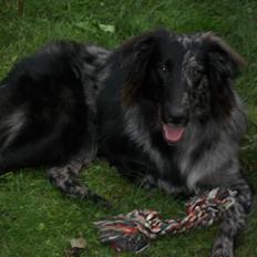 Blanding af racer lunte